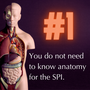 Image of anatomy model. You do not need to know anatomy for the SPI.